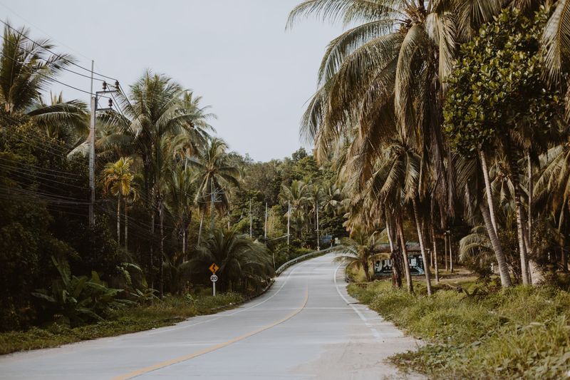 A quiet road lined with tall palm trees
