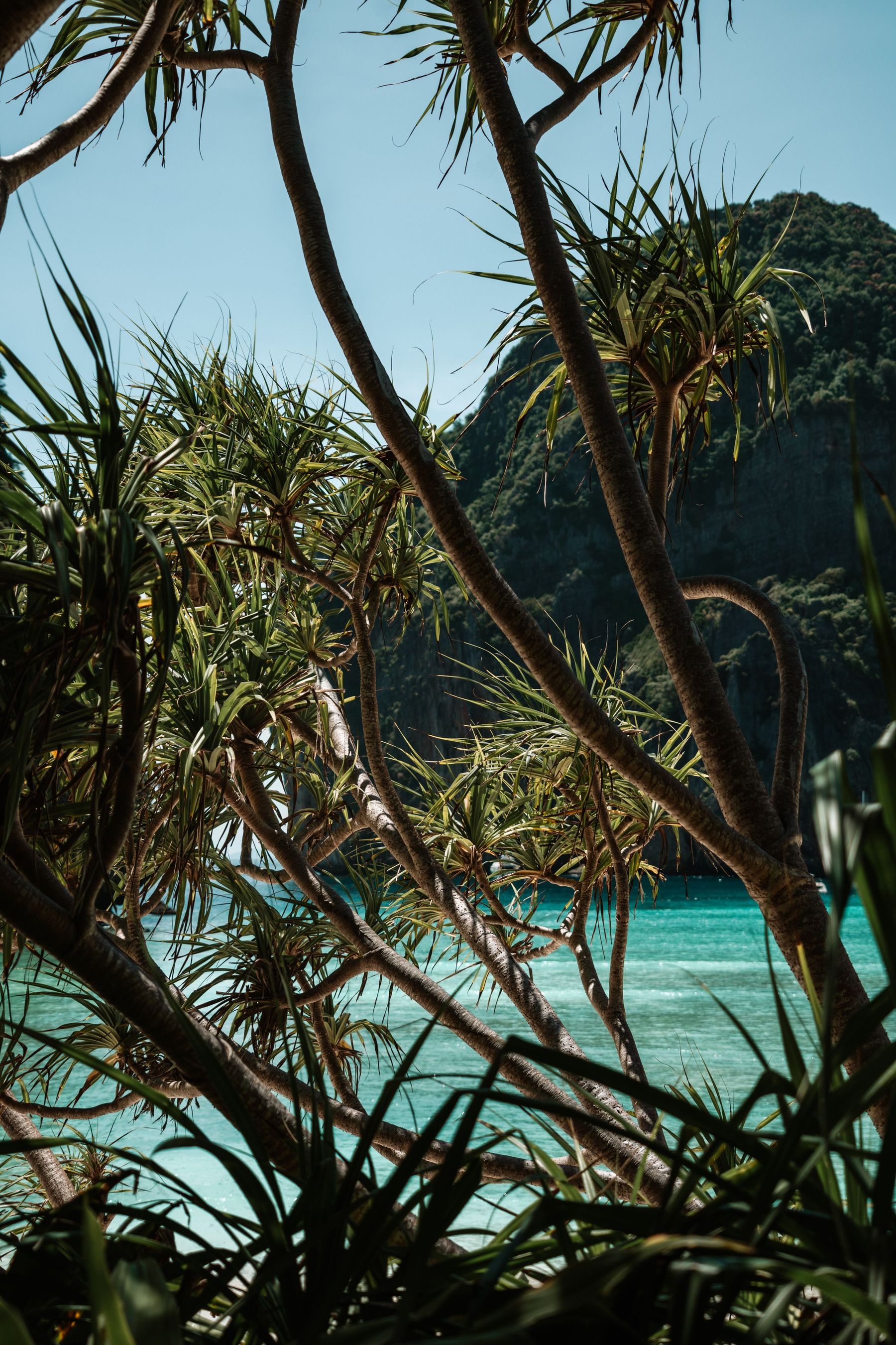Pandanus trees framing a calm, empty shore in Krabi